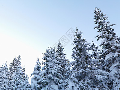 白雪皑皑的松树背景图片