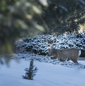 白雪皑皑的森林中的鹿图片