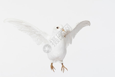 一只鸽子白鸽飞行特写镜头背景