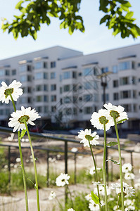 建筑庭院中的雏菊图片