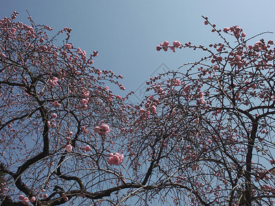 蓝色天空下的粉红色樱花图片