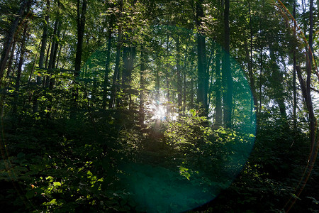 阳光透过森林中的树图片