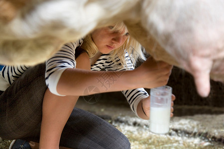 手挤牛奶的女孩高清图片