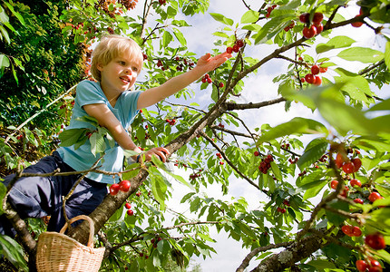 坐树上男孩在树上摘樱桃背景