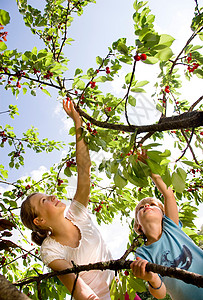 男孩和女孩在树上摘樱桃图片