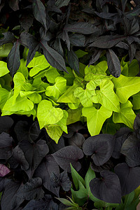 绿叶和深色的叶背景图片