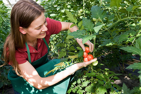 照顾番茄的女人图片