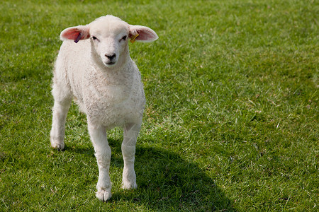 羊角花小羊在草地上行走背景