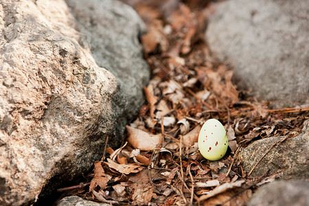 在森里中的一枚复活节彩蛋背景图片