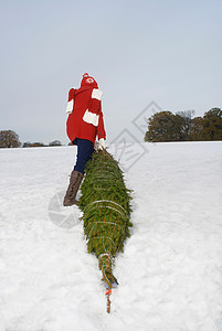在雪地里拖圣诞树的女孩图片