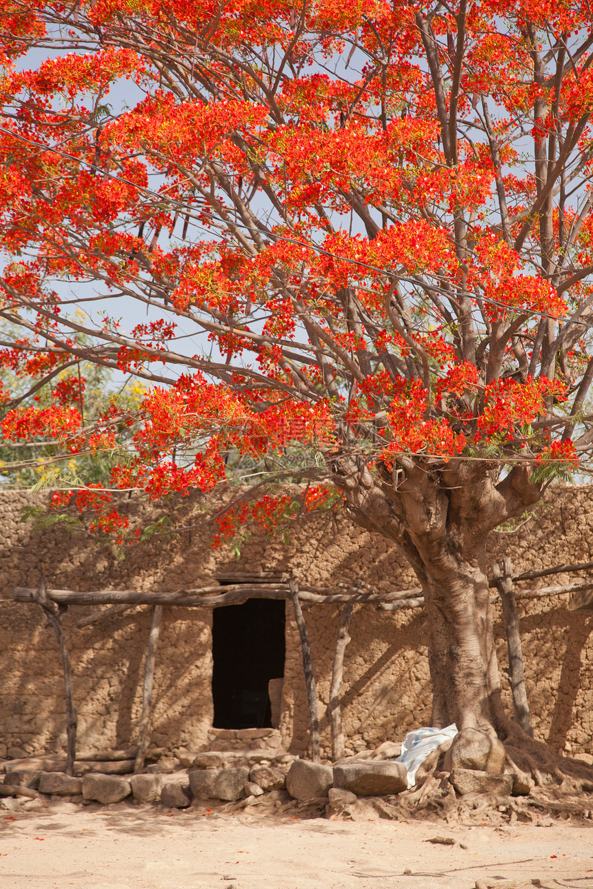 喀麦隆Rhumsiki村坐落在盛开树下的茅屋图片