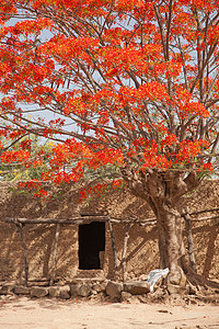 喀麦隆Rhumsiki村坐落在盛开树下的茅屋背景图片