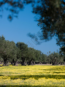 橄榄树，突尼斯，突尼斯图片