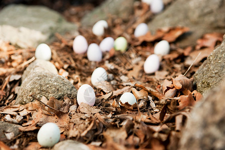 散落在森林地面的鸡蛋图片