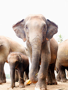 平纳维拉斯里兰卡凯加勒Pinnawela大象孤儿院印度大象部队背景