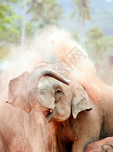 斯里兰卡，凯加勒，一头年轻的印度大象向Pinnawela大象孤儿院投掷灰尘图片