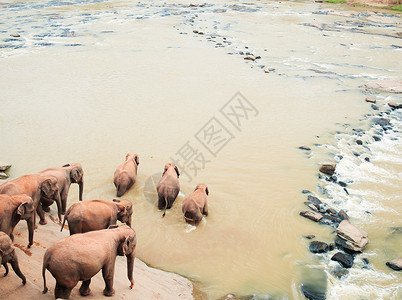 斯里兰卡，凯加勒，Pinnawela大象孤儿院，大象群在河边沐浴图片