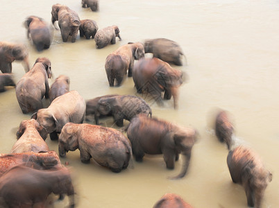 斯里兰卡，凯加勒，Pinnawela大象孤儿院，大象群在河边沐浴图片