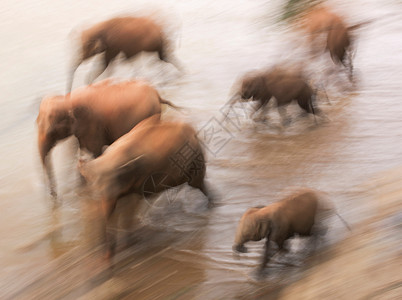 斯里兰卡大象群在河边沐浴图片