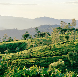 斯里兰卡努瓦拉伊利亚茶园背景图片