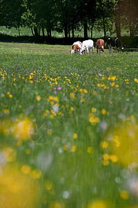 法国朱拉地区牧场景观图片