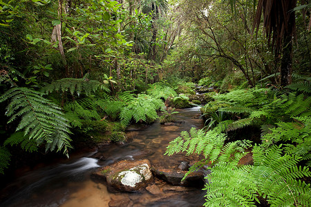 丛林资源生长自然高清图片