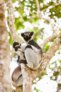 马达加斯加国家公园的狐猴图片