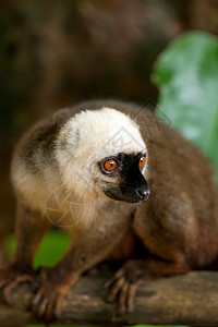 马达加斯加曼加贝岛保护区一只雄性白额棕色狐猴高清图片