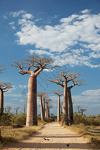 马达加斯加莫伦达瓦附近的猴面包树大道背景图片