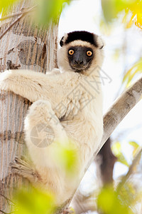马达加斯加国家公园的一只狐猴背景图片