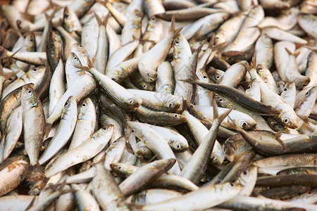 印度喀拉拉邦Trivandrum Poovar鲜鱼背景图片