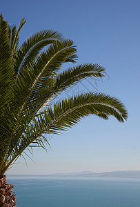 突尼斯湾的棕榈树图片