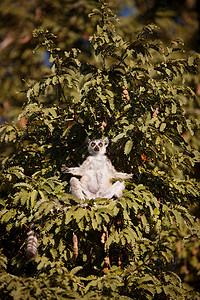 马达加斯加贝伦蒂保护区环尾狐猴环尾狐猴坐在树上背景图片