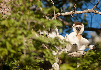 马达加斯加国家公园的狐猴图片