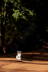 马达加斯加贝伦蒂保护区环尾狐猴图片