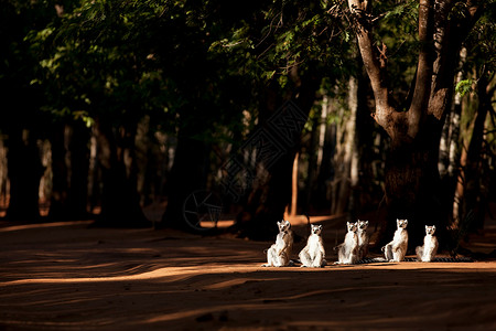 马达加斯加贝伦蒂保护区一组环尾狐猴环尾狐猴晒日光浴背景图片