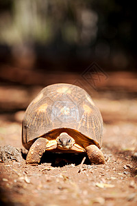 马达加斯加贝伦蒂保护区陆龟背景图片
