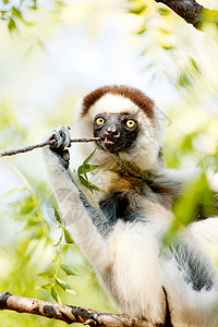 马达加斯加贝伦蒂保护区“跳舞”的狐猴图片