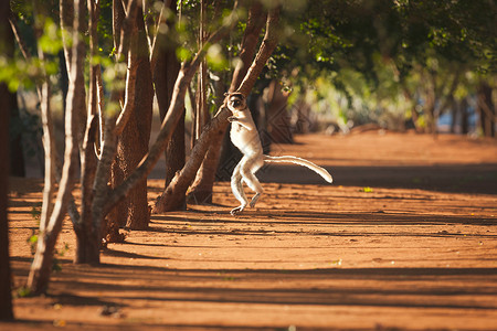 马达加斯加贝伦蒂保护区的“跳舞”狐猴高清图片