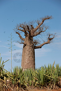 马达加斯加贝伦蒂保护区附近的安波萨里苏德的一棵猴面包树背景图片