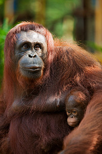 成年猩猩与幼年猩猩背景图片
