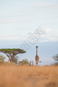 肯尼亚安博塞利国家公园长颈鹿图片