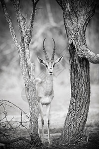 塞伦基保护区内的一只汤姆森的瞪羚图片