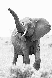 肯尼亚马赛马拉国家保护区的一头非洲象图片