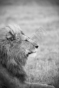 肯尼亚棉花保护区的公狮子高清图片