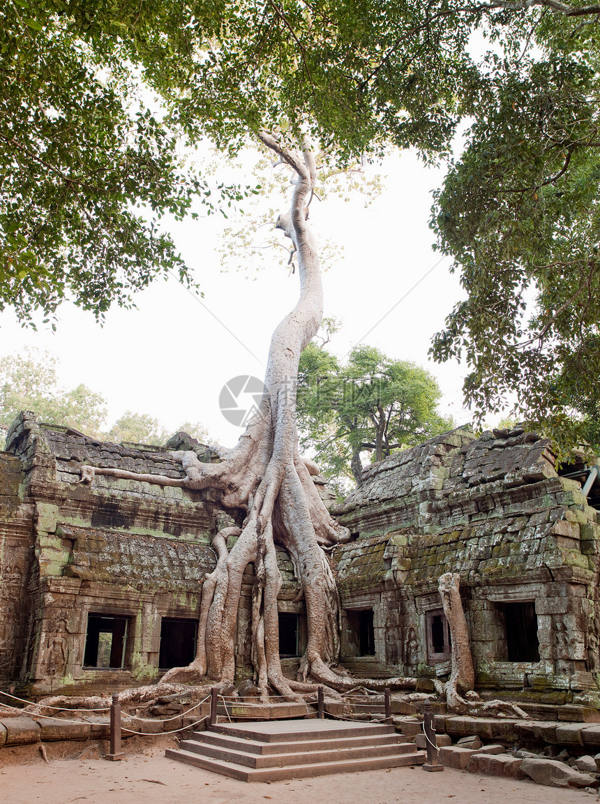 柬埔寨暹粒省吴哥窟塔普罗姆神庙图片