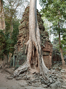柬埔寨暹粒省吴哥窟塔普伦寺遗址图片
