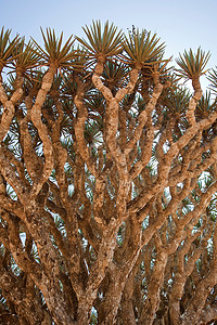 也门索科特拉龙血树的枝条下高清图片