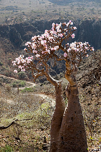 索科特拉猴面包树背景图片