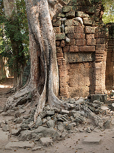 柬埔寨暹粒省吴哥窟的塔普罗姆神庙图片